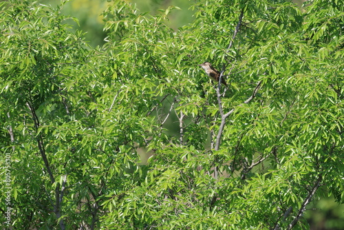 Slika na platnu Great Reed Warbler that insist on territory and singing loudly