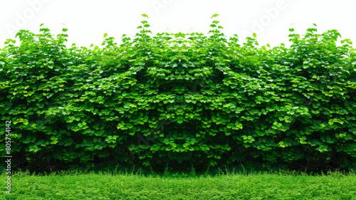 A lush green hedge with a white background