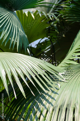 Abstract background texture of tropical leaves  green palm family