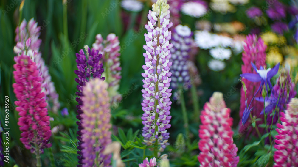 Colorful lupinus flower in the spring garden Colorful lupinus flower in the spring garden