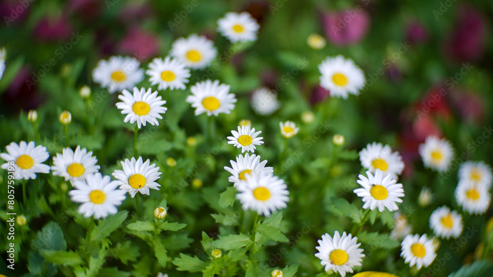white marguerite flowers in the spring garden white marguerite flowers in the spring garden