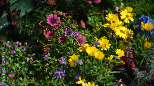 Various spring flowers in full bloom in the garden