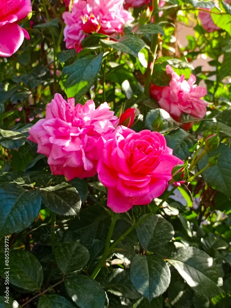 pink roses in full bloom, growing on lush green foliage. The vibrant pink petals stand out against the background of dense leaves and other plants