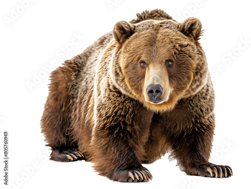 A Full Body Bear with a Transparent Background PNG © Nathan Hutchcraft