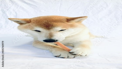 Cute red haired purebred Japanese Shiba Inu dog eating his favorite healthy snack on a white background. photo