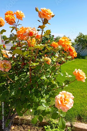  A large orange rose bush blooms in the backyard of my house, with many blooming flowers and green leaves on it. The blue sky is clear above me photo