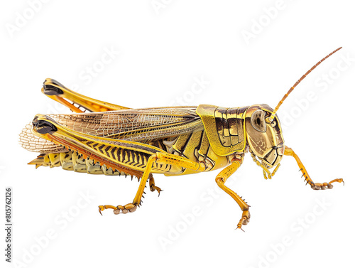 A Full Body Grasshopper with a Transparent Background PNG