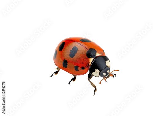 A Full Body Ladybug with a Transparent Background PNG © Nathan Hutchcraft