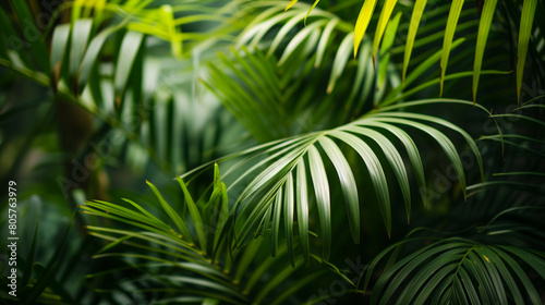 A close-up photograph showcases the intricate leaves and fronds of an oasis palm tree, highlighting their unique shapes and textures. The image captures the beauty of nature's design