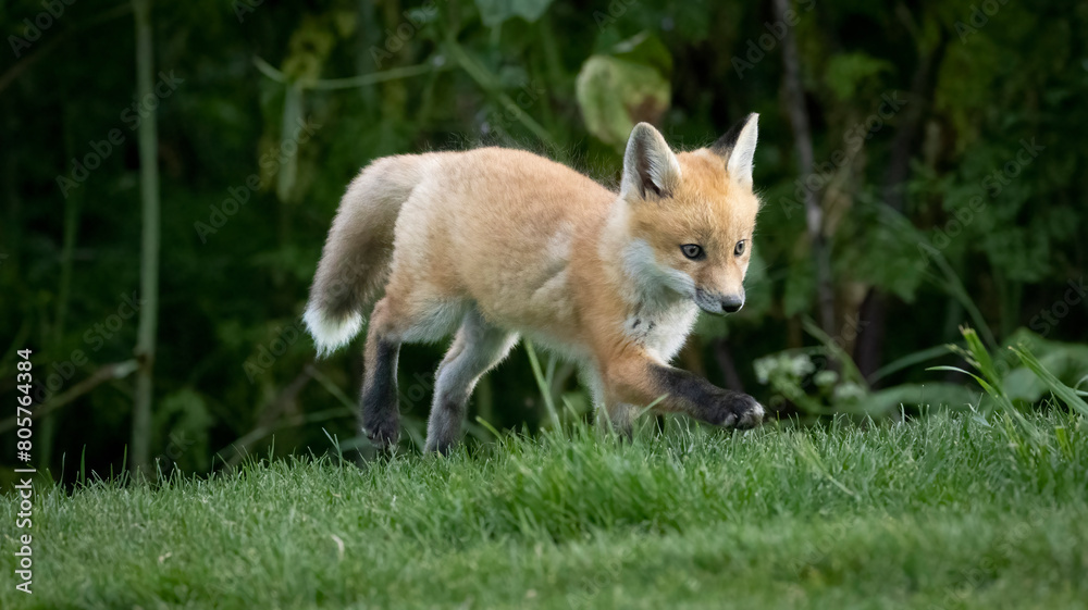 A baby Red Fox on the grass A baby Red Fox on the grass