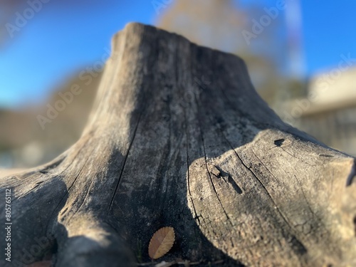 Mountainlike stump photo