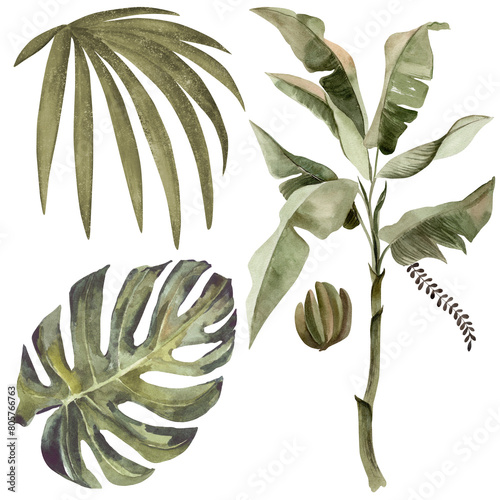 Set of various tropical leaves. Watercolor illustration on a white background. Isolate.
