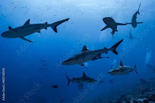 Shark in south of atoll fakarava from polynesia photo