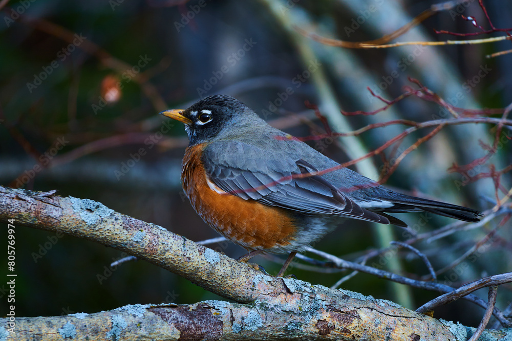 Melodic Wings: A Visual Ode to the American Robin Melodic Wings: A Visual Ode to the American Robin