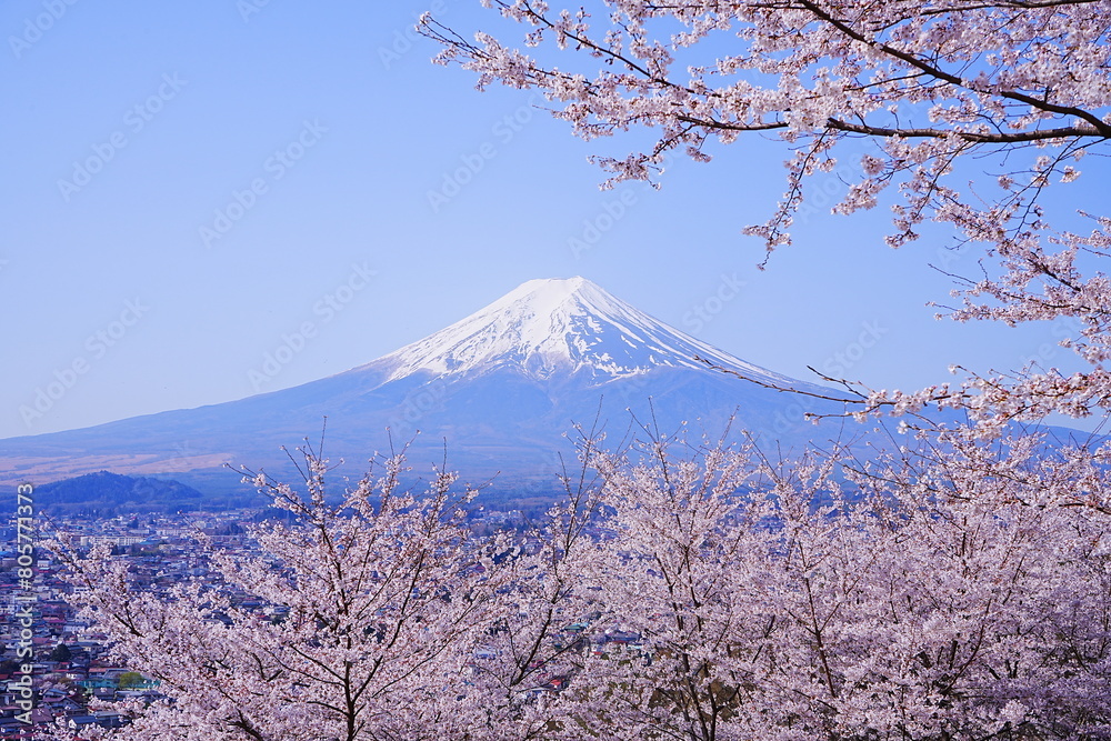 Mt. Fuji with Cherry Blossom or Pink Sakura Flower over Blue Sky in Yamanashi, Japan - 日本 山梨県 新倉山浅間公園 春の桜 富士山