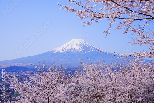 Obraz na płótnie Mt. Fuji with Cherry Blossom or Pink Sakura Flower over Blue Sky in Yamanashi, Japan - 日本 山梨県 新倉山浅間公園 春の桜 富士山 w salonie