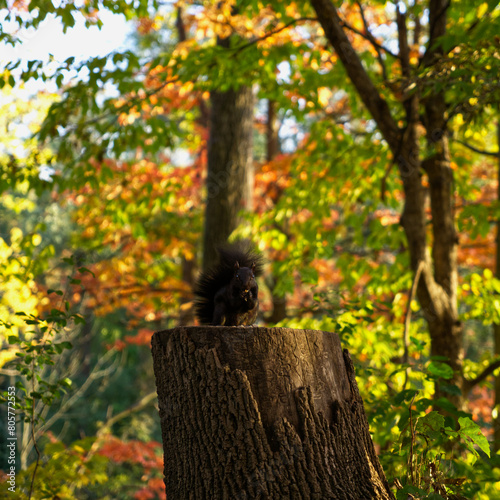 Squirrel closeup in fall