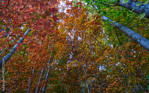 autumn in the forest