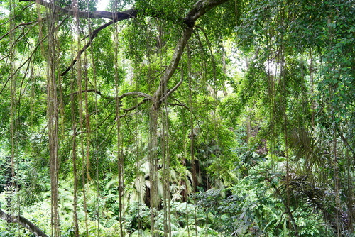 발리 우붓 몽키포레스트