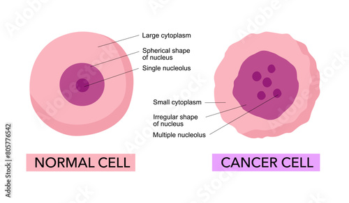 Cancer cell and Normal cell. comparison and difference between healthy tissue and tumor.
