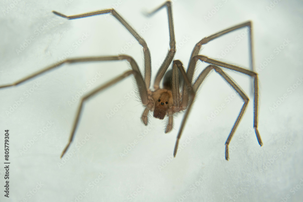 spider on cotton surface macro photo
spider on cotton surface macro photo