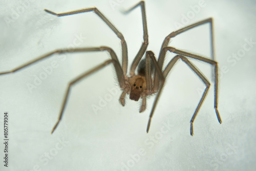  spider on cotton surface macro photo