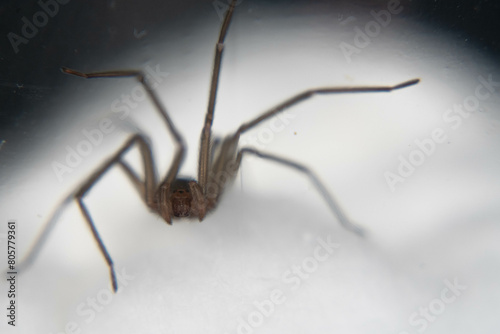  venomous corner spider © benjamin