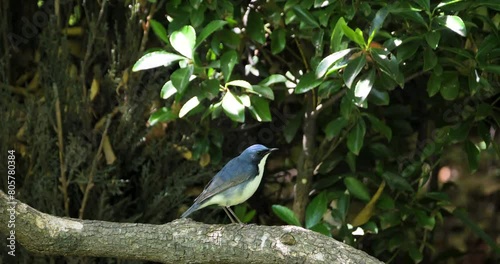 Beautiful  Siberian blue robin (male bird) on a branch