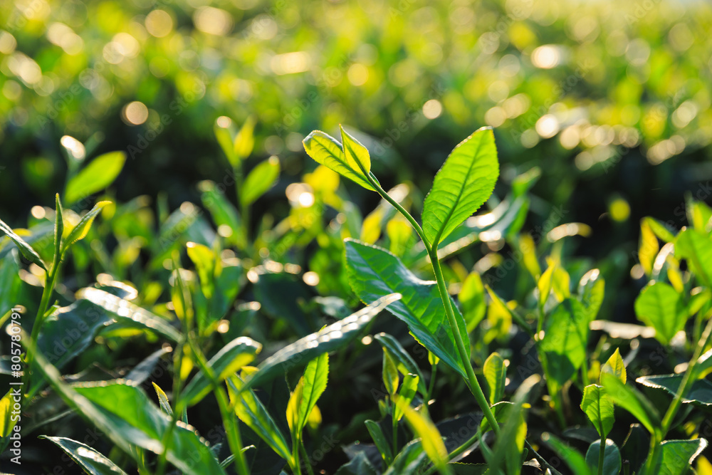 Obraz premium Green tea trees in spring mountains