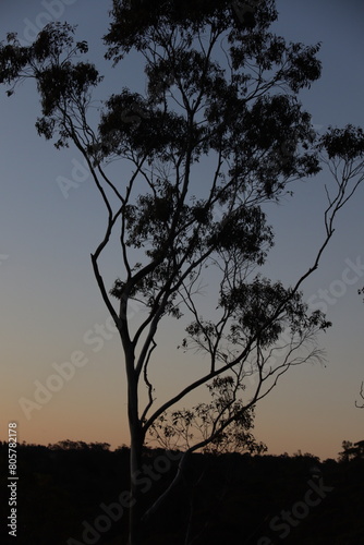 Fototapeta Naklejka Na Ścianę i Meble -  silhouette of a tree at sunset