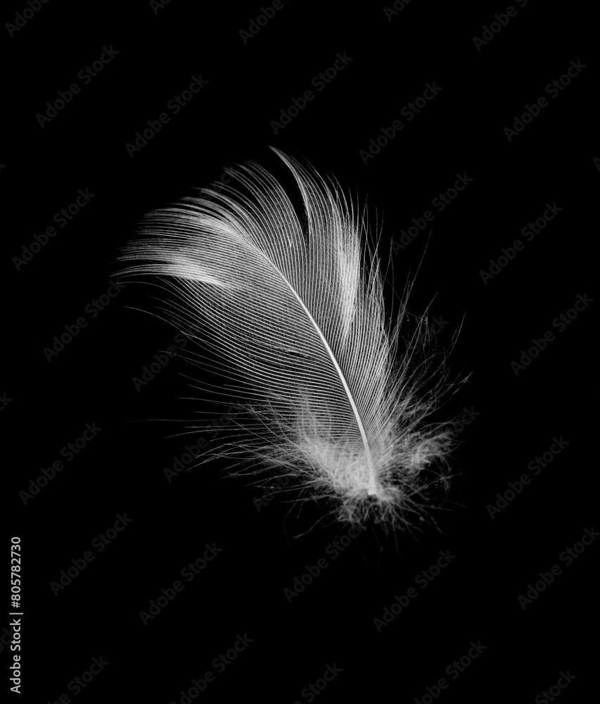 Obraz premium white feather isolated on black background