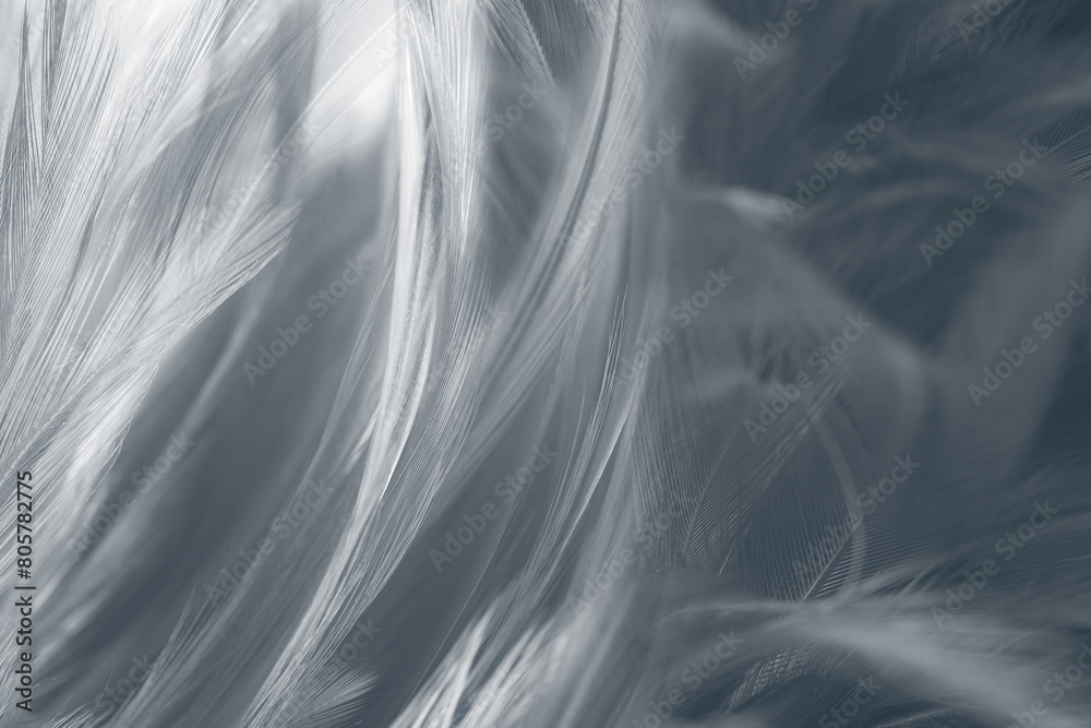 Beautiful dark black white feather pattern texture background Beautiful dark black white feather pattern texture background