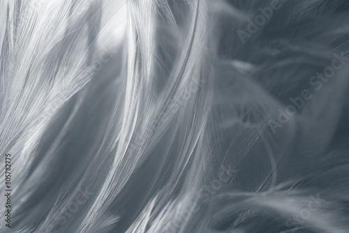 Fotografie Beautiful dark black white feather pattern  texture background