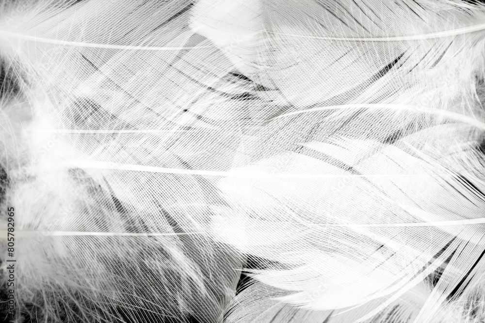 Obraz premium white feather wooly pattern texture background