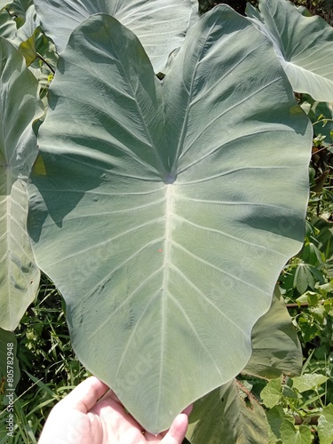 Colocasia esculenta growth in the garden is in the family araceae and know as 'daun keladi, in malay. 
