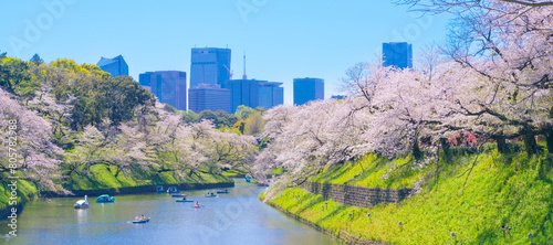 東京・千鳥ヶ淵の桜 ~Chidorigafuchi, a famous cherry blossom viewing spot in Tokyo~ photo