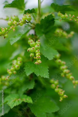 green blackcurrant berries.a currant bush in spring.