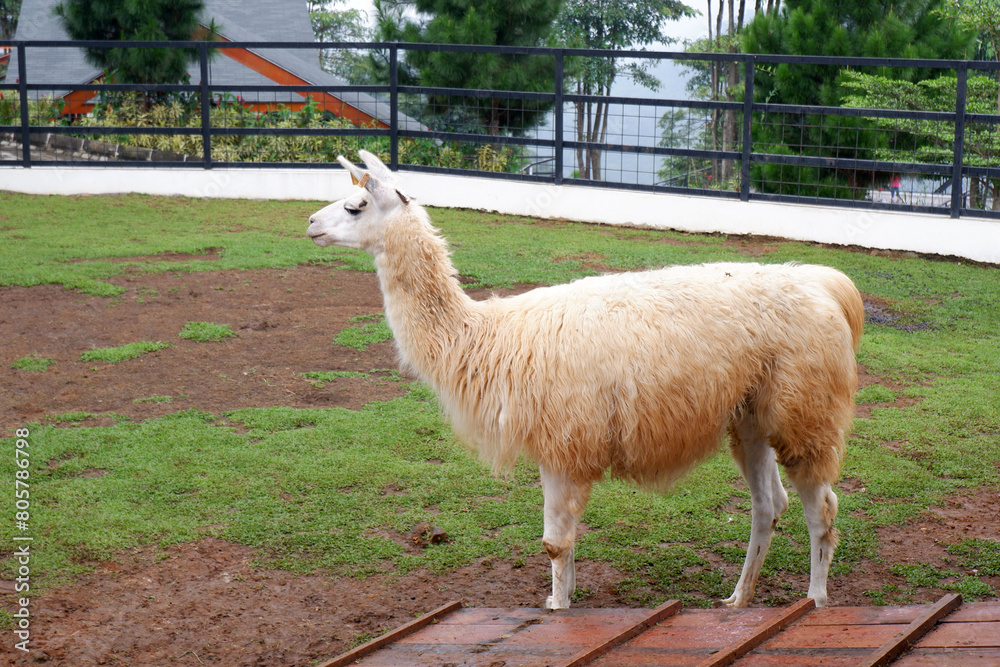 Obraz premium a white llama on the farm, Llama (Lama glama) at the zoo. Llama are domesticated South American camelid