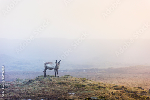 Deer in fog, Iceland  photo