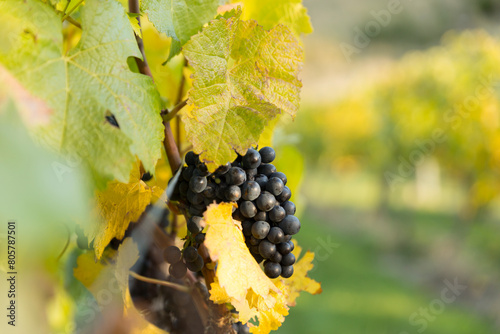 red grapevine 