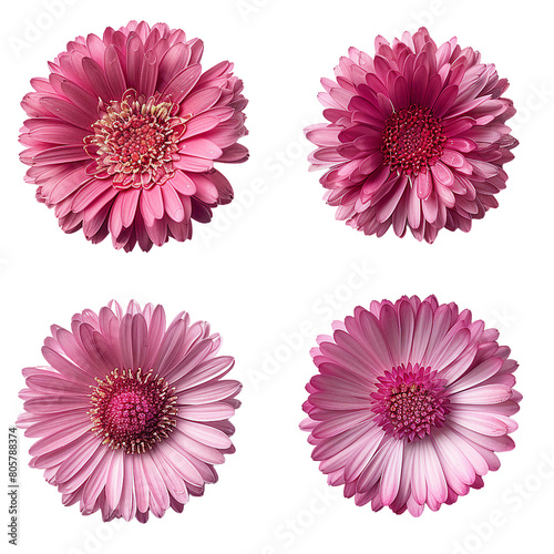 Beautiful Tachitsubo Heart-leaved Globe Daisy Illustration on Transparent Background for Botanical Designs and Nature Concepts - Flora Photography Ideal for Spring and Summer Marketing Campaigns photo