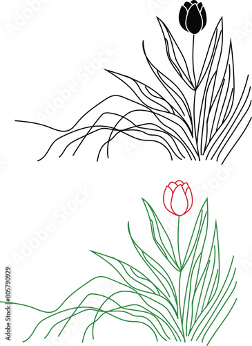 Tulip flower vector illustration