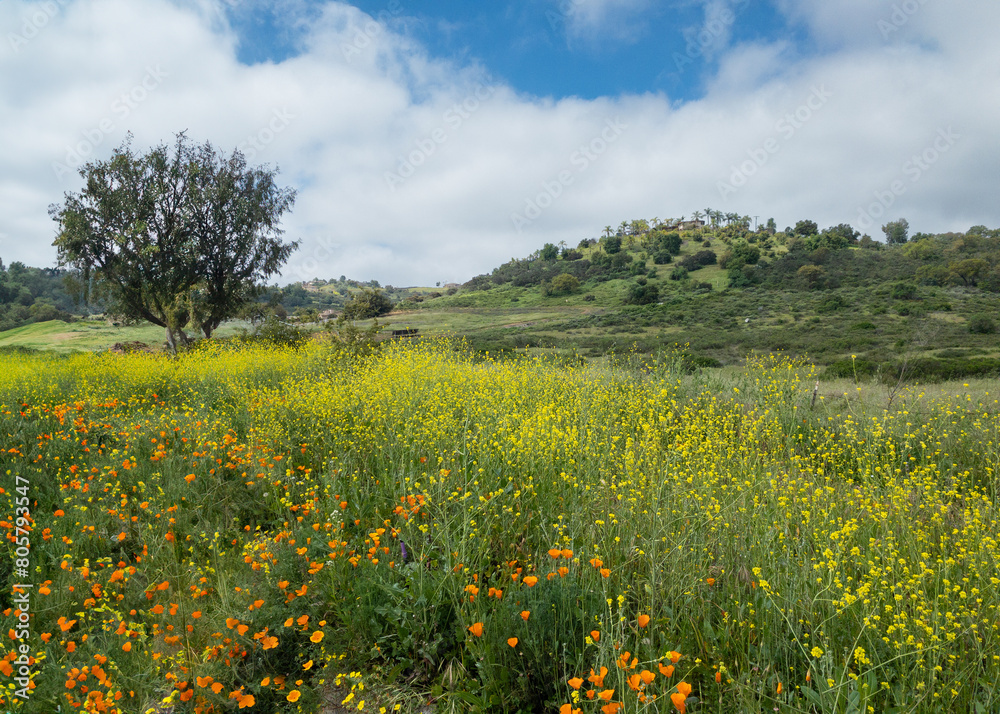 Wild orange Californian Poppies and yellow flowers bloom in rural landscape, Valley Center, California