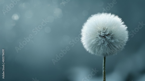   A tight shot of a dandelion against a blurred backdrop  featuring an indistinct sky