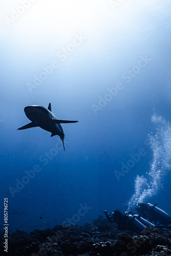 diver and shark in the blue from fakarava photo
