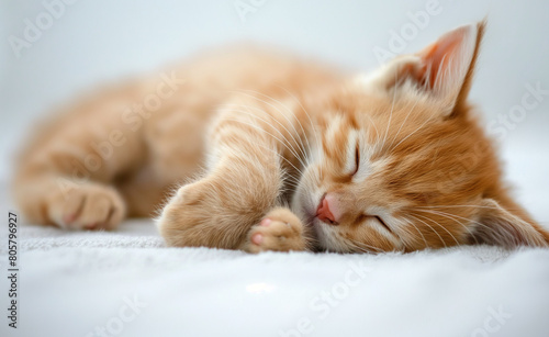 Sleeping Cute Cat. Young Animal Resting on Blue Background. © Curioso.Photography
