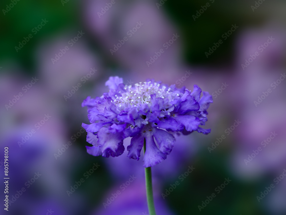 Closeup of a single flower of Scabious (Scabiosa 'Butterfly Blue') in a garden in early summer Closeup of a single flower of Scabious (Scabiosa 'Butterfly Blue') in a garden in early summer