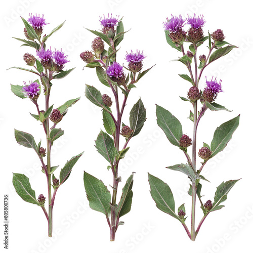 Vibrant Ironweed Tessen in Nature's Garden - Purple Botanical Flower Closeup on Transparent Background - Beautiful Flora for Creative Graphic Design & Commercial Use © Pasinee