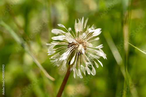 Close-up of the seed head of a dandelion flower head  Taraxacum  after rain. Blurred grass background