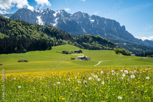 Beautiful mountain landscape in spring: blooming dandelion meadows, pastures and forest in front of the Zahmer Kaiser mountain range, Tyrol, Austria photo